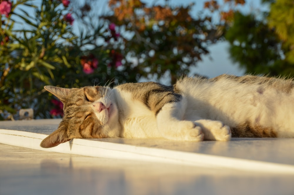 white and brown cat lying on white textile