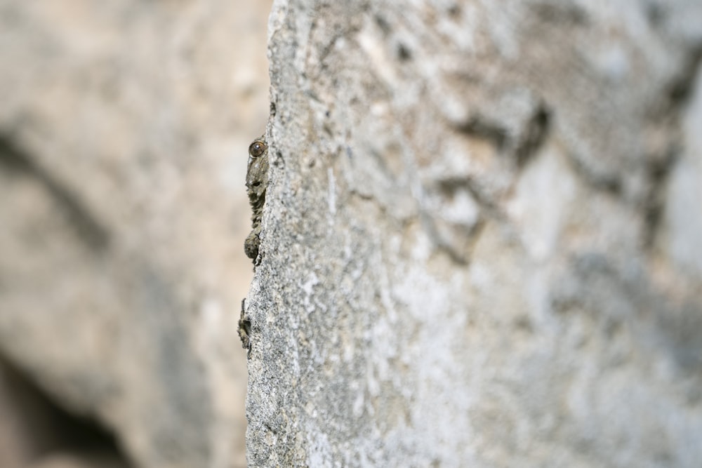 brown and black insect on gray concrete wall