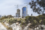 A construction site featuring two high-rise buildings in the process of being built, with large cranes visible above the structures. In the foreground, there is a rough stone wall with prickly pear cacti growing on it, and some trees and shrubs surrounding the site.