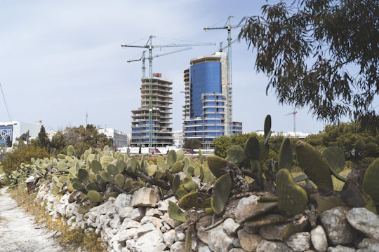 A construction site featuring two high-rise buildings in the process of being built, with large cranes visible above the structures. In the foreground, there is a rough stone wall with prickly pear cacti growing on it, and some trees and shrubs surrounding the site.