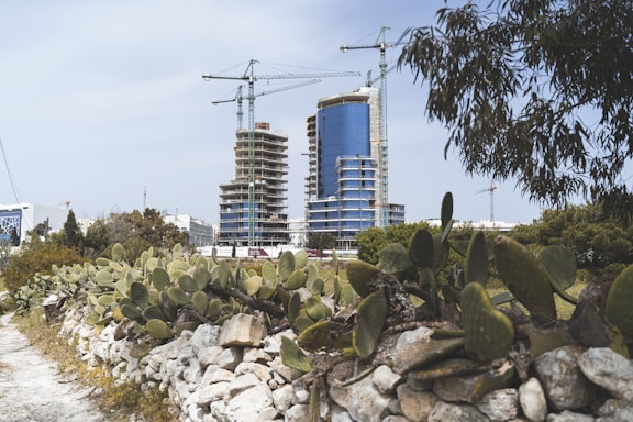 A construction site featuring two high-rise buildings in the process of being built, with large cranes visible above the structures. In the foreground, there is a rough stone wall with prickly pear cacti growing on it, and some trees and shrubs surrounding the site.