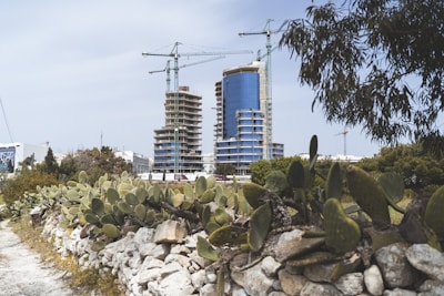 A construction site featuring two high-rise buildings in the process of being built, with large cranes visible above the structures. In the foreground, there is a rough stone wall with prickly pear cacti growing on it, and some trees and shrubs surrounding the site.