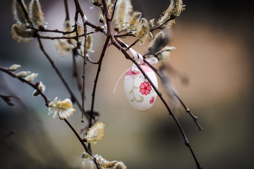 white and pink flower buds in tilt shift lens