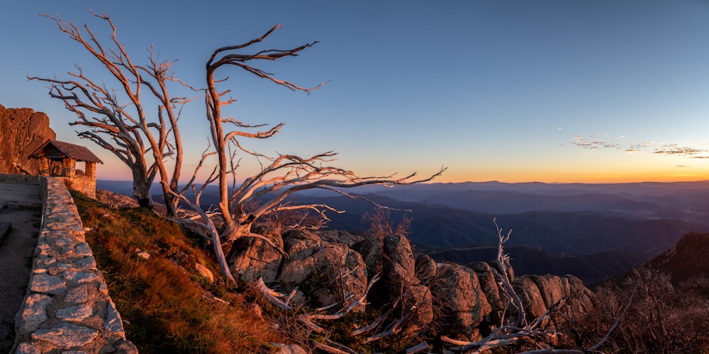 bare tree on brown mountain during daytime