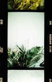 A film strip featuring greenery and floral arrangements. The central frame contains a bouquet of assorted green leaves and small white flowers, surrounded by an ethereal, light-green backdrop.