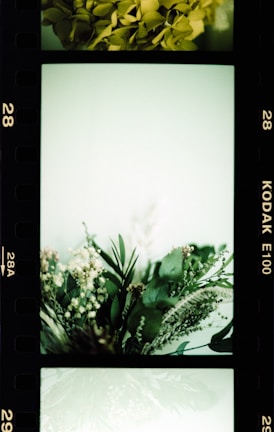 A film strip featuring greenery and floral arrangements. The central frame contains a bouquet of assorted green leaves and small white flowers, surrounded by an ethereal, light-green backdrop.