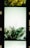 A film strip featuring greenery and floral arrangements. The central frame contains a bouquet of assorted green leaves and small white flowers, surrounded by an ethereal, light-green backdrop.