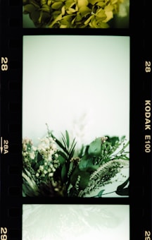 A film strip featuring greenery and floral arrangements. The central frame contains a bouquet of assorted green leaves and small white flowers, surrounded by an ethereal, light-green backdrop.