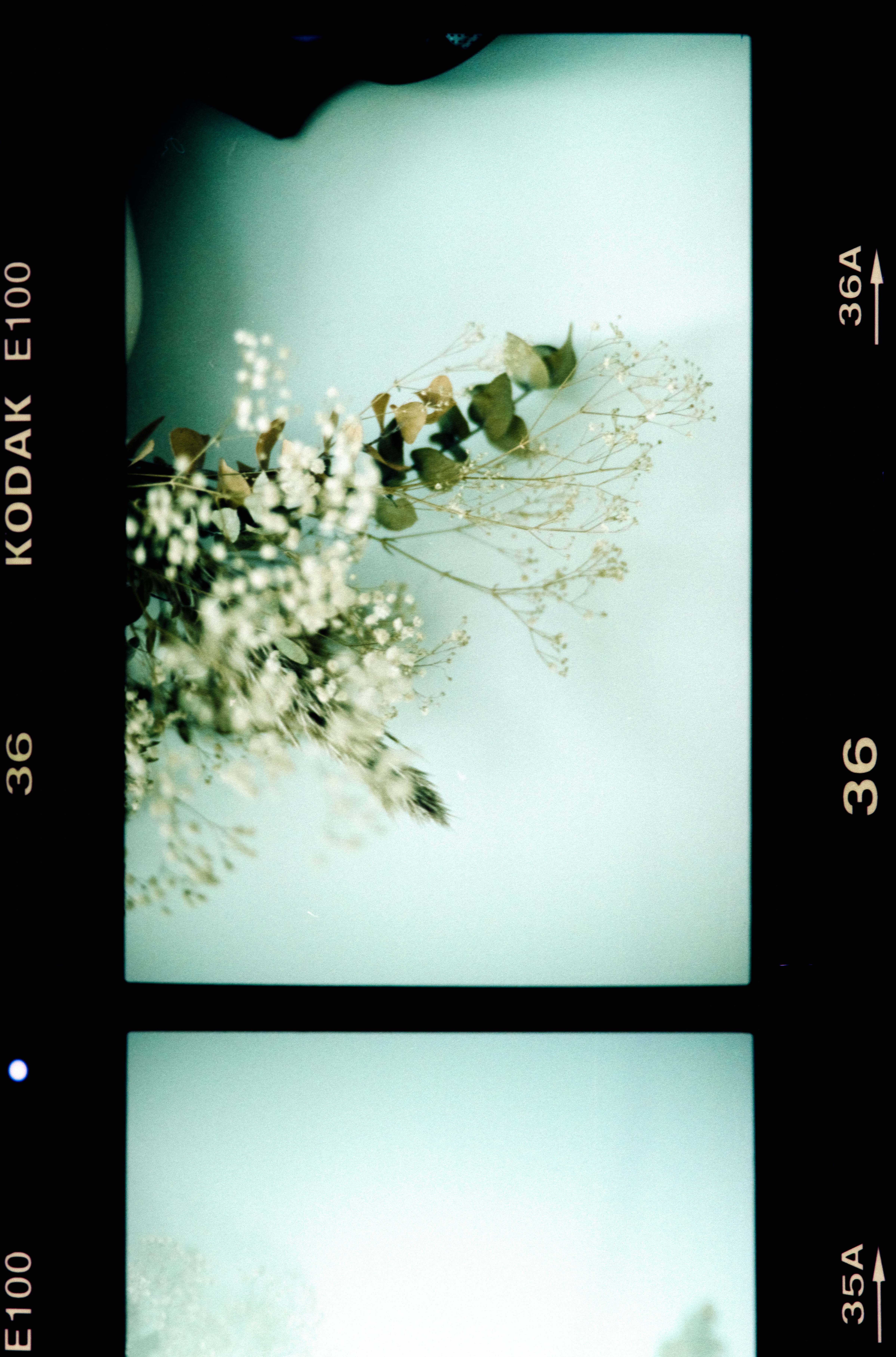 Ultra-Processed Minds — The Pynchon Filter, No Mercy