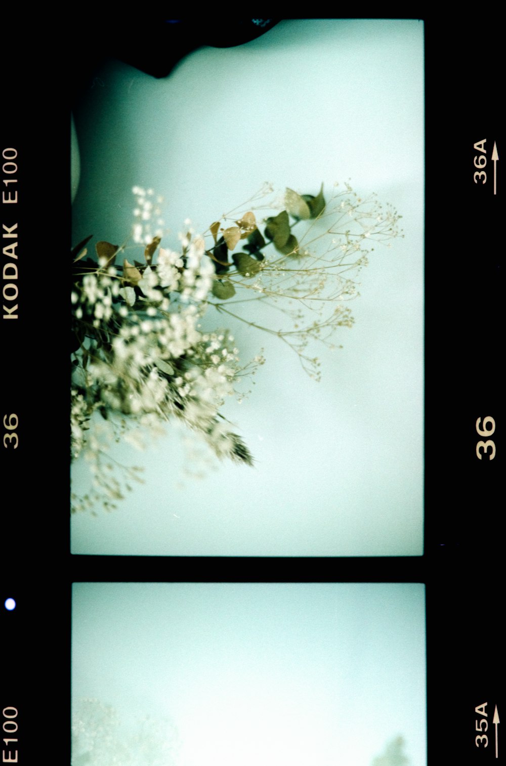 green leaves on white wall