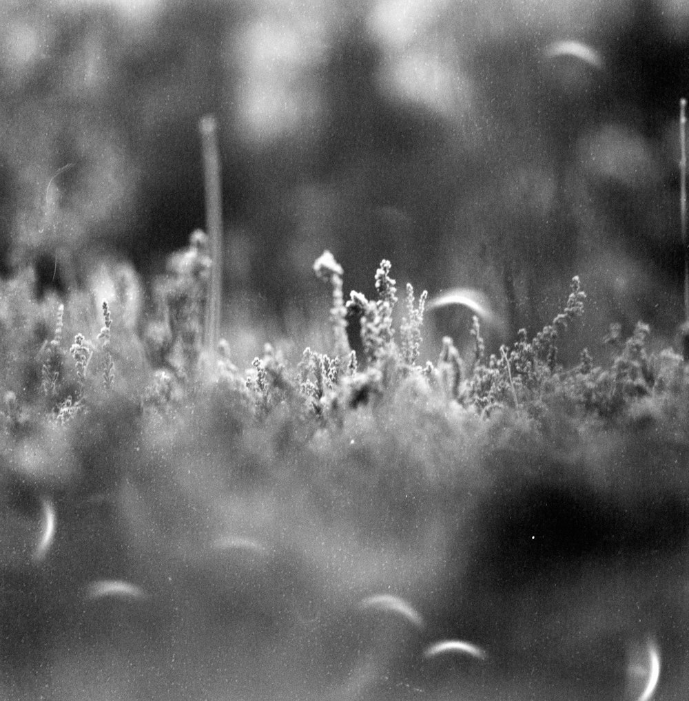 grayscale photo of grass field