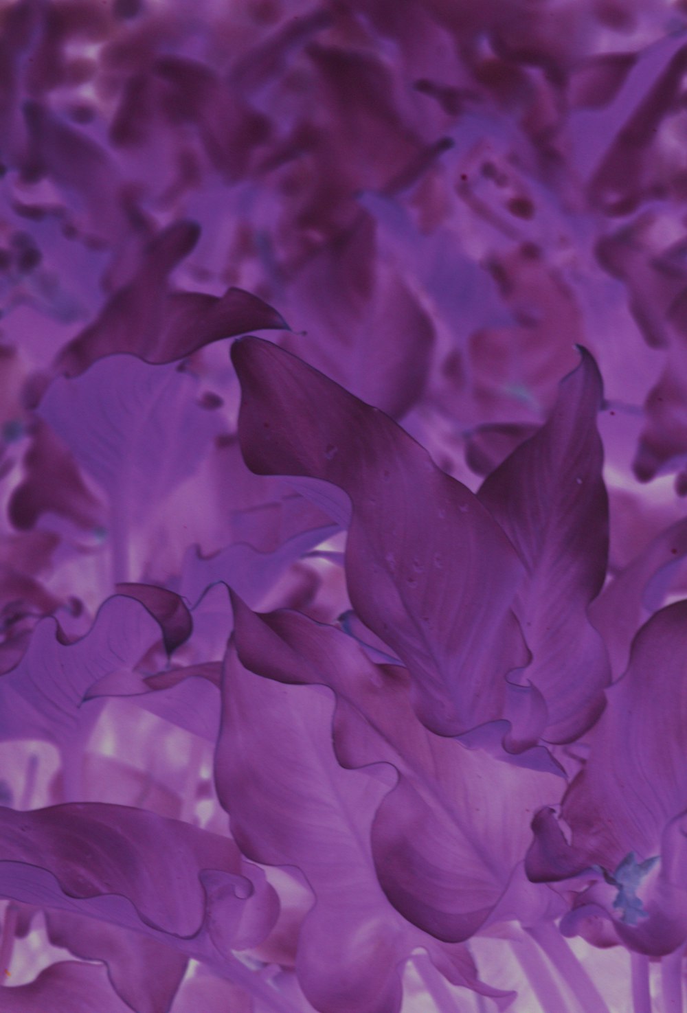 flor púrpura en macro shot