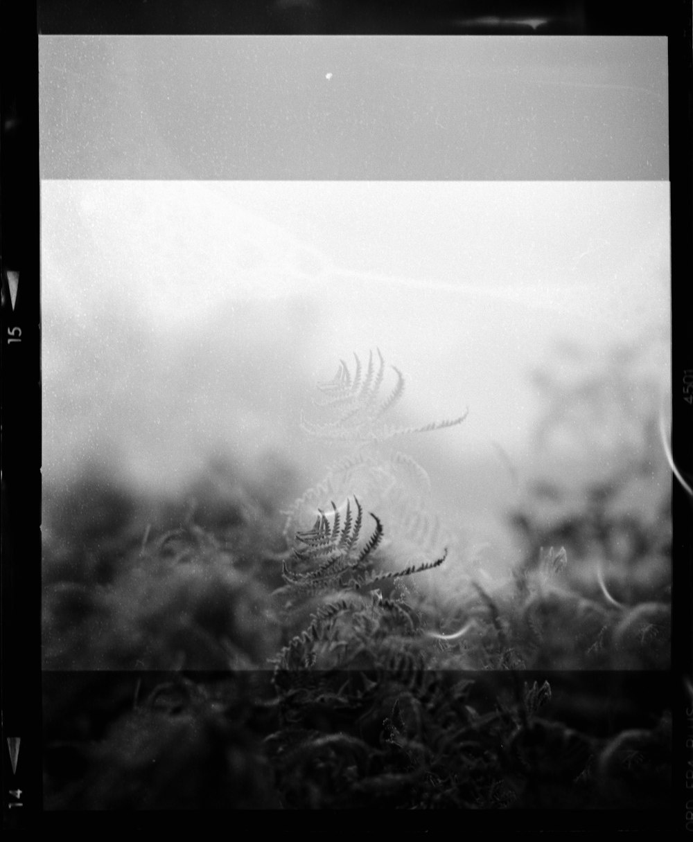 grayscale photo of plant during daytime