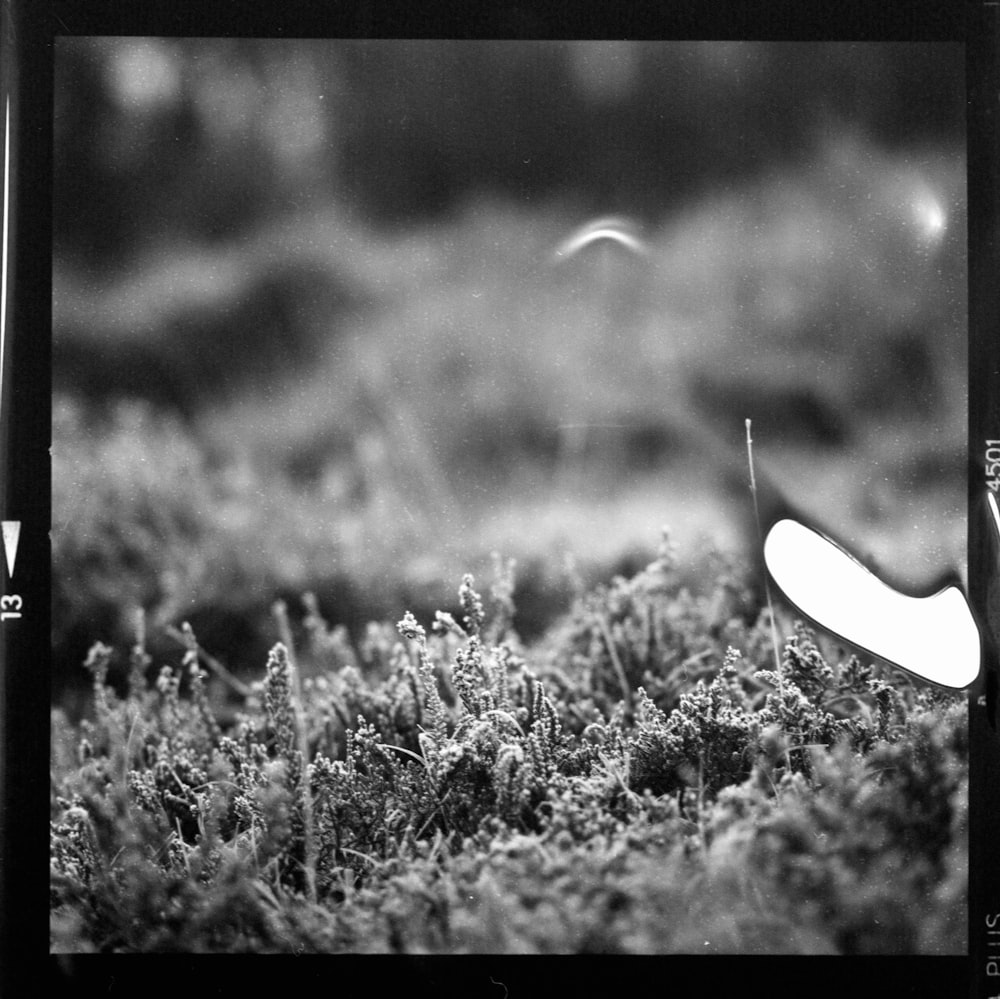 grayscale photo of grass field