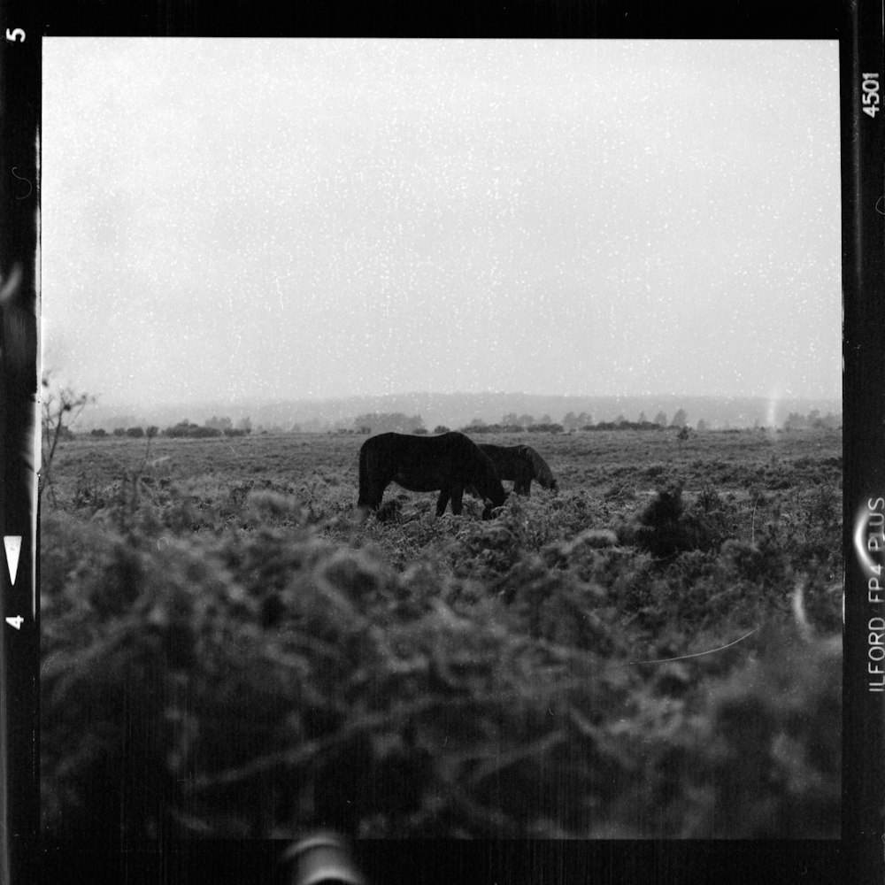 grayscale photo of cow eating grass