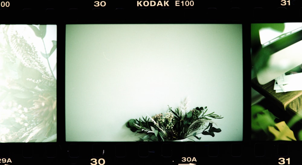 green plant on white wall