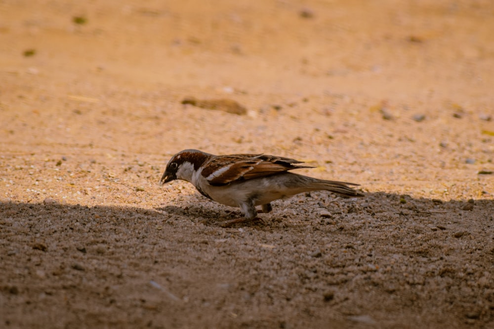 brown and white bird on brown sand during daytime