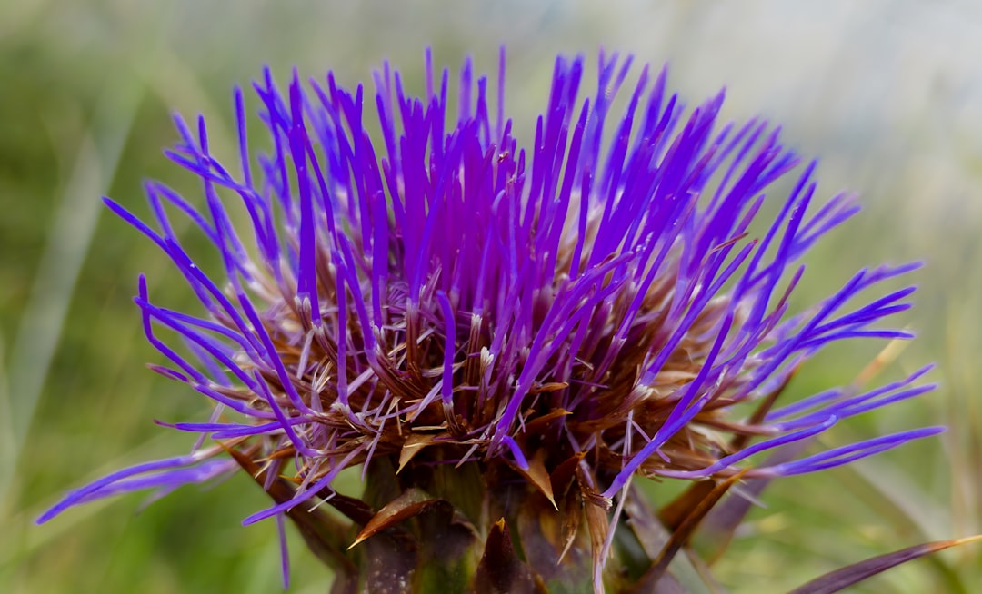 purple flower in macro lens