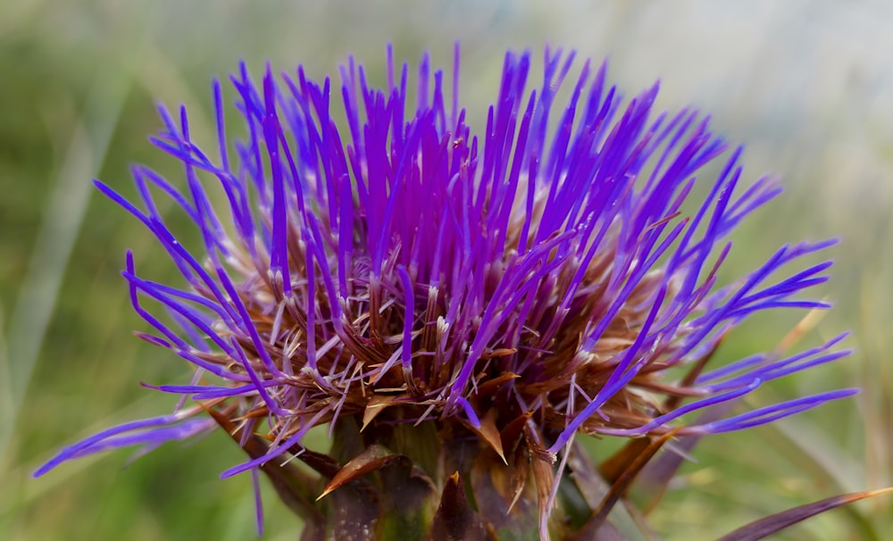 purple flower in macro lens