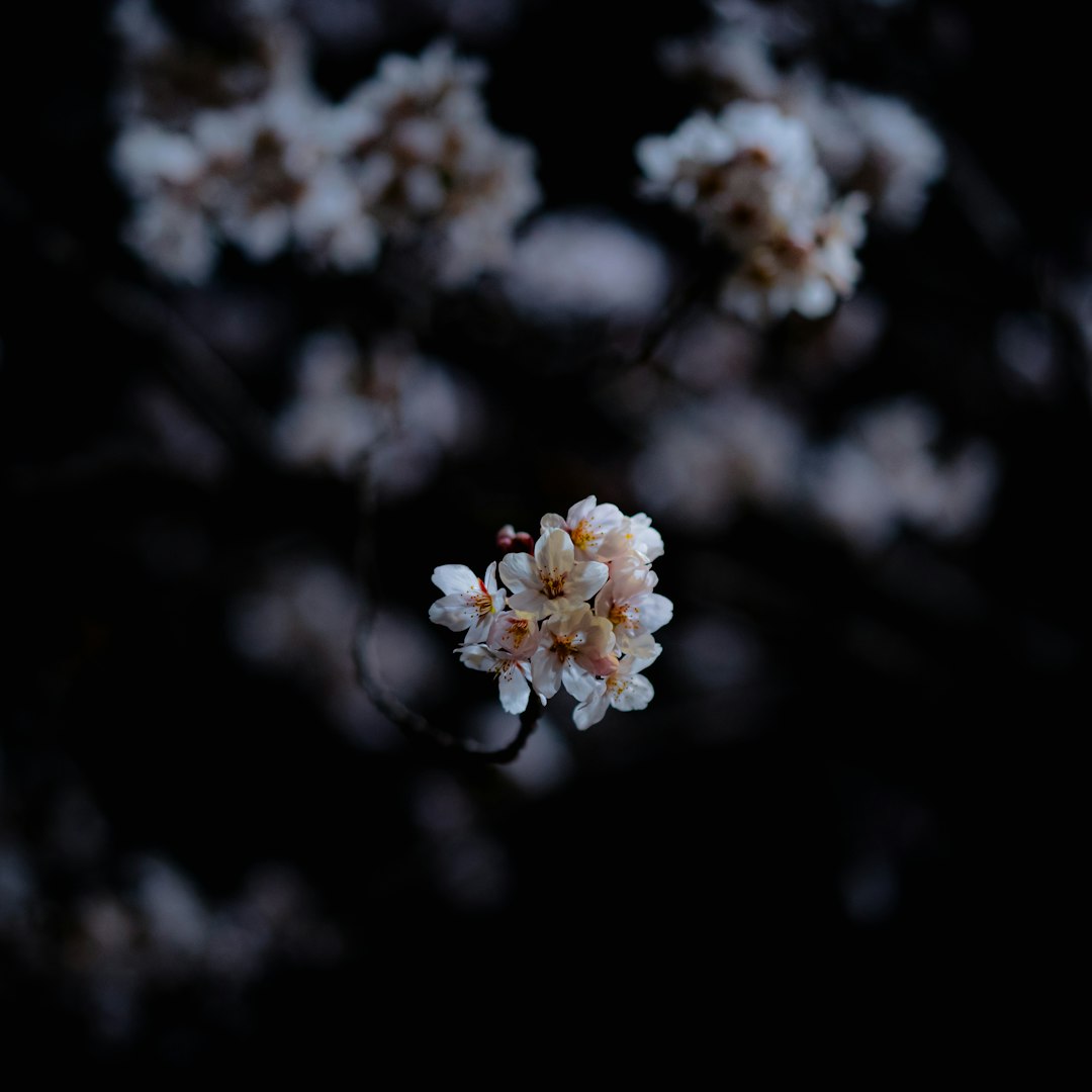 white flower in black background