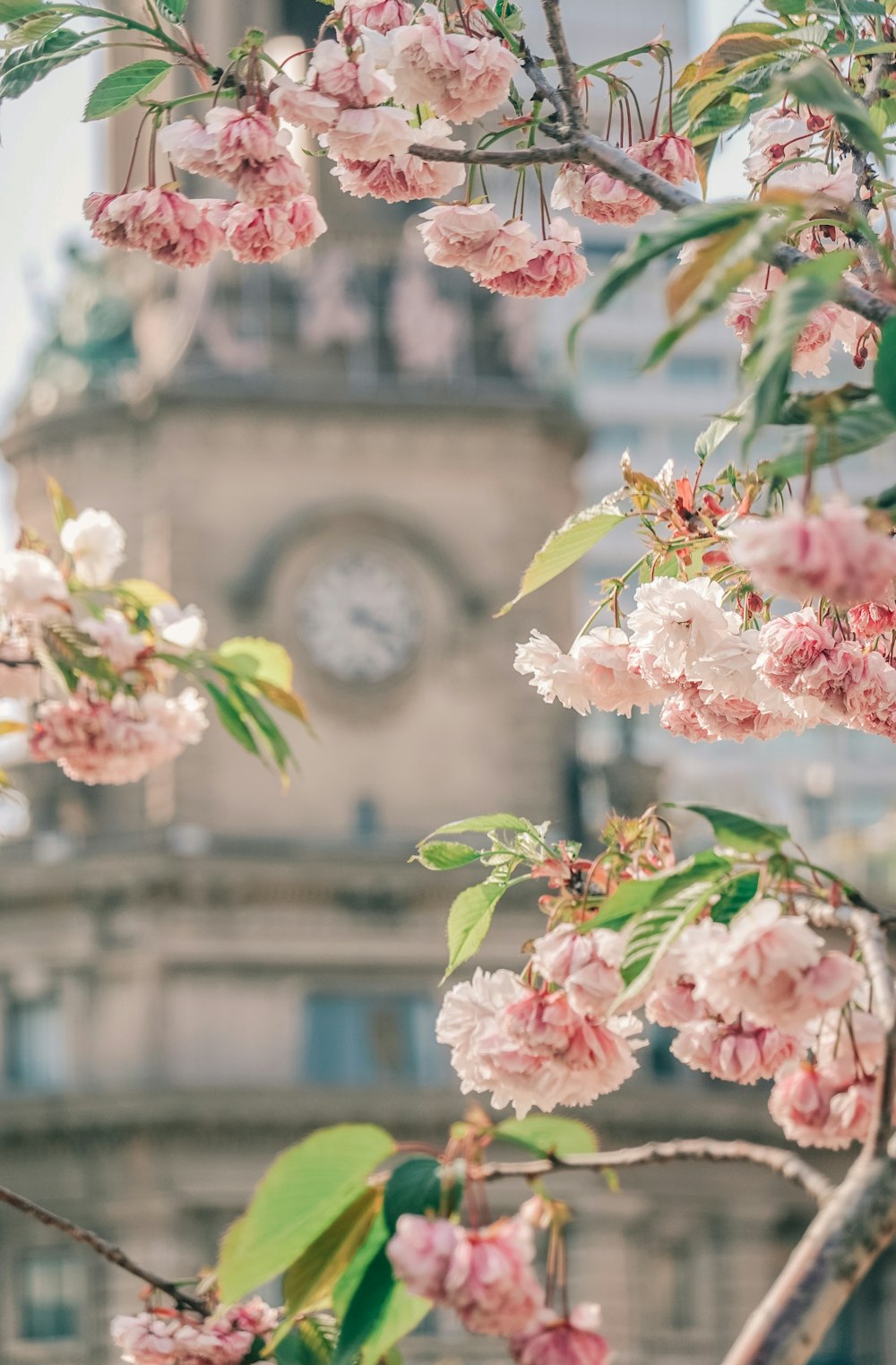 pink and white flowers in tilt shift lens