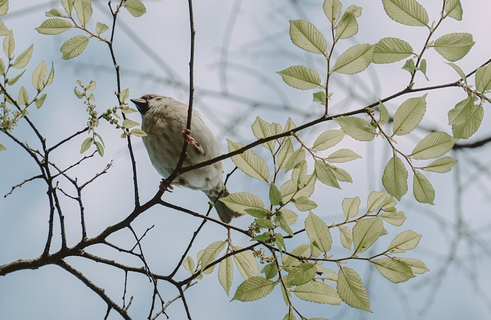 brown bird on green tree branch during daytime