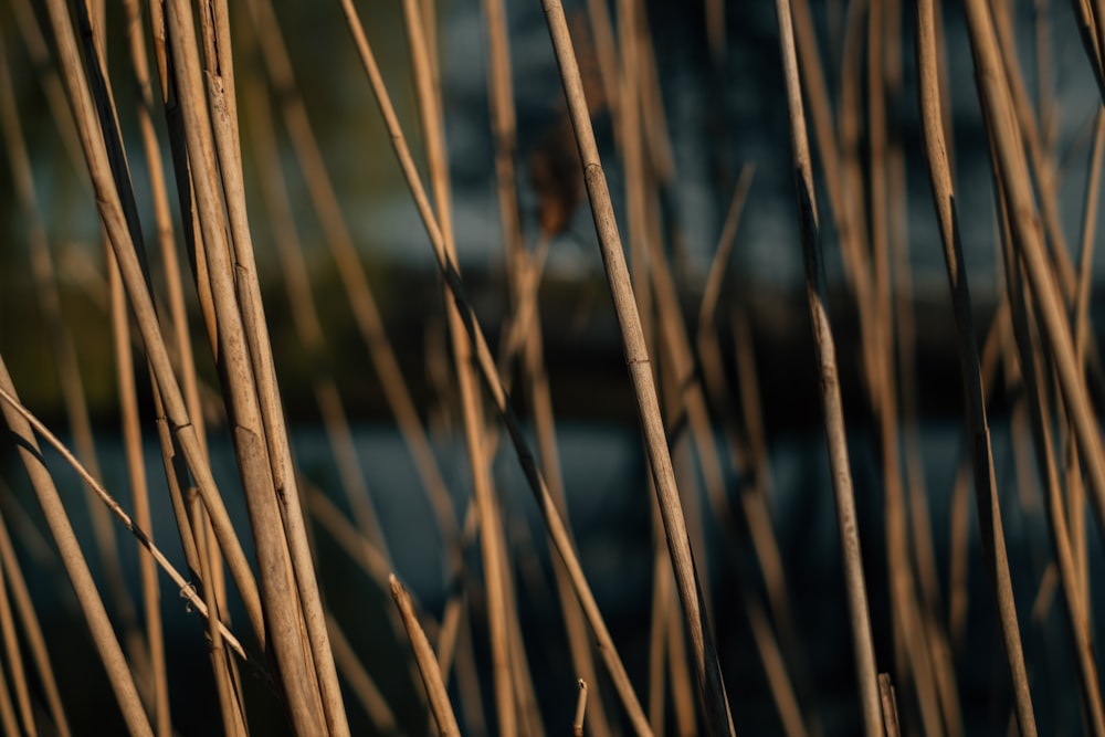 erba marrone in primo piano fotografia