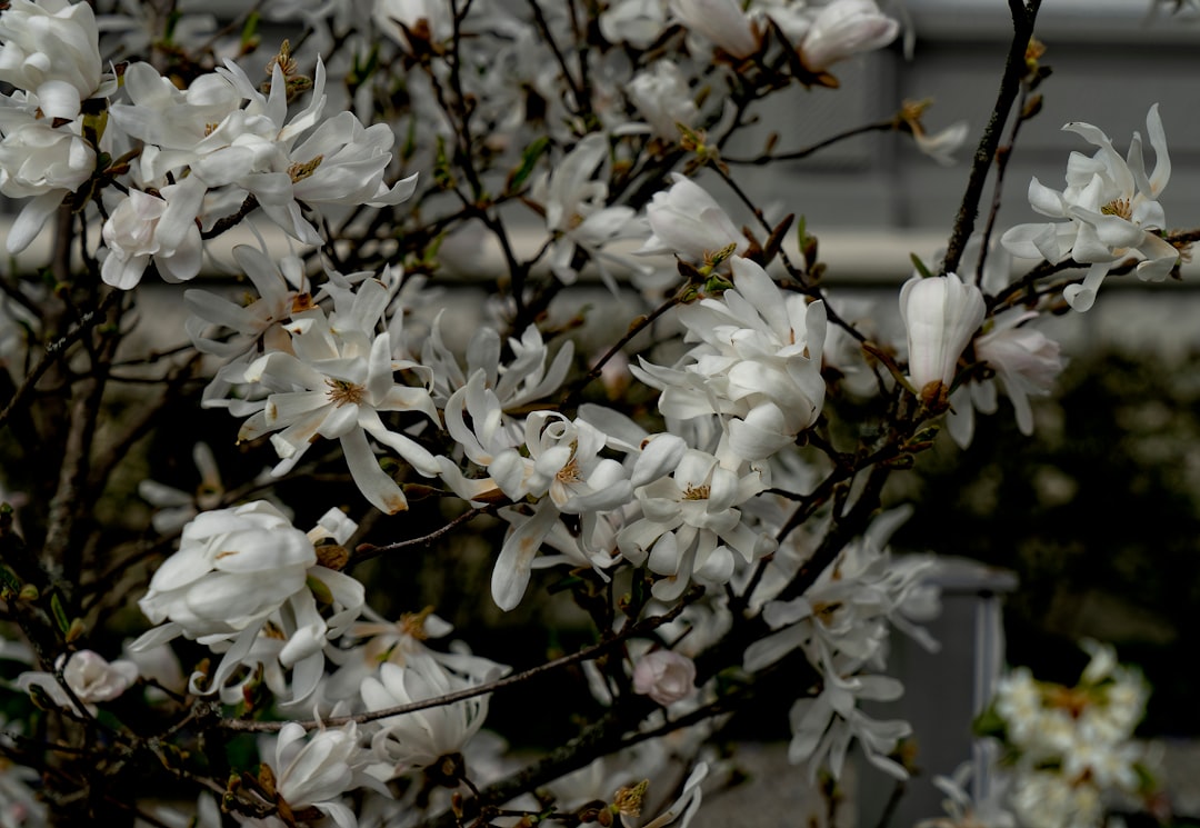 white flowers in tilt shift lens