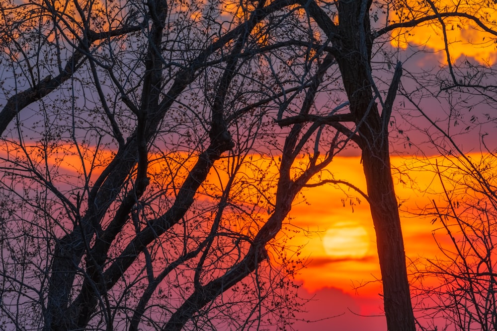 leafless tree during golden hour