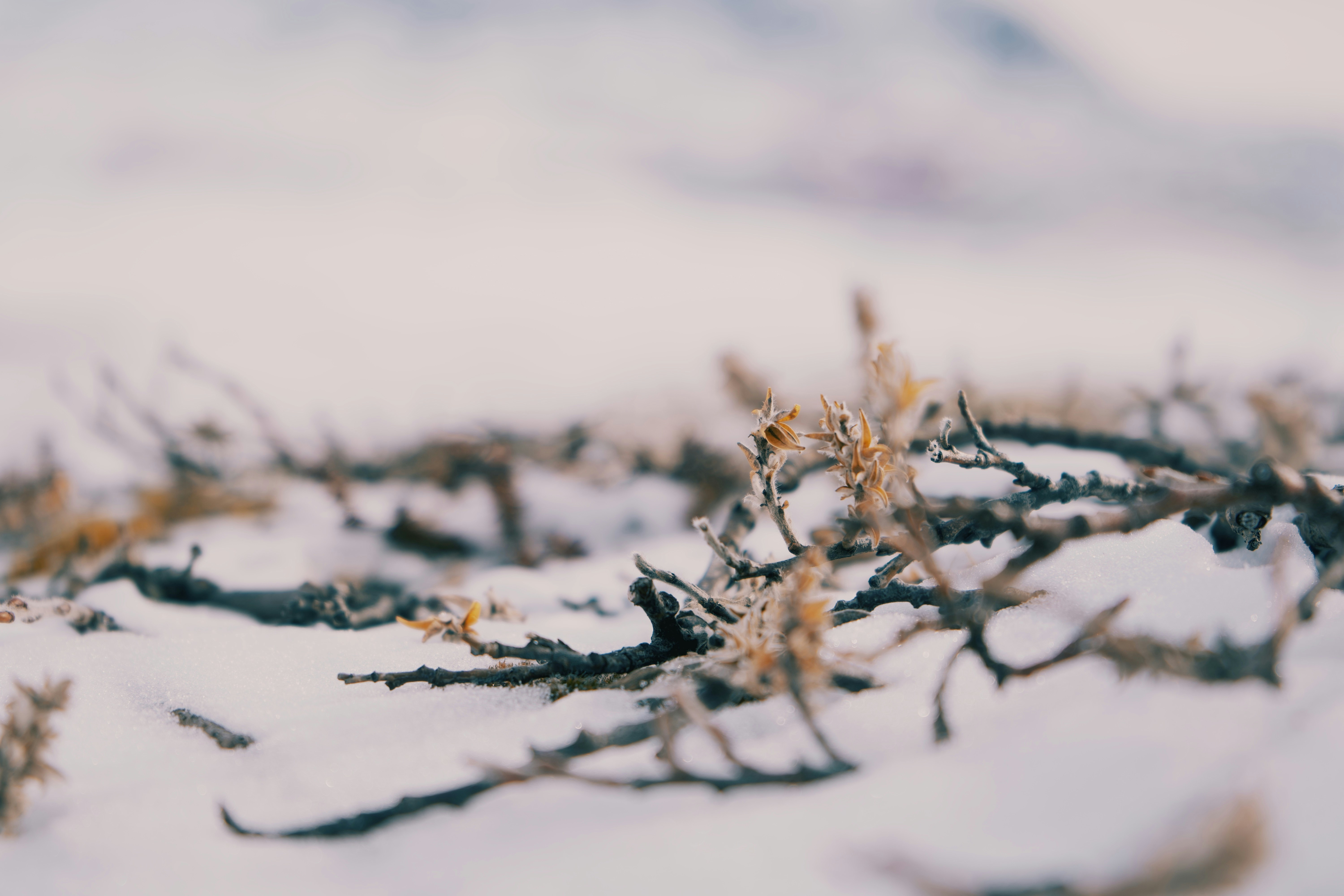 Photo by johannsteenboisen