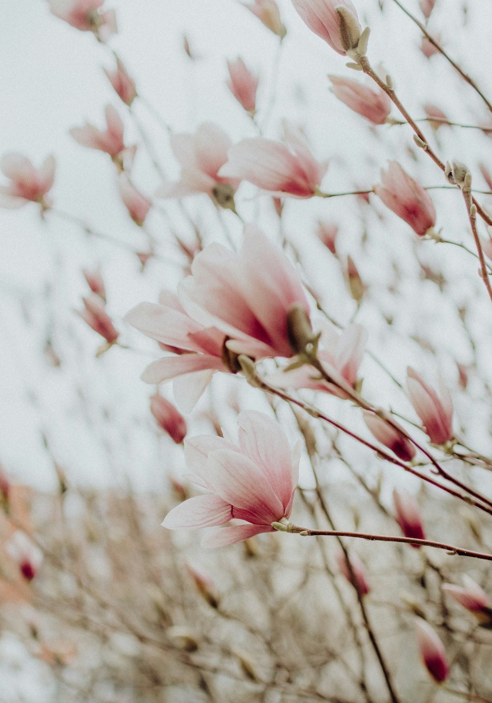 pink and white flowers in tilt shift lens