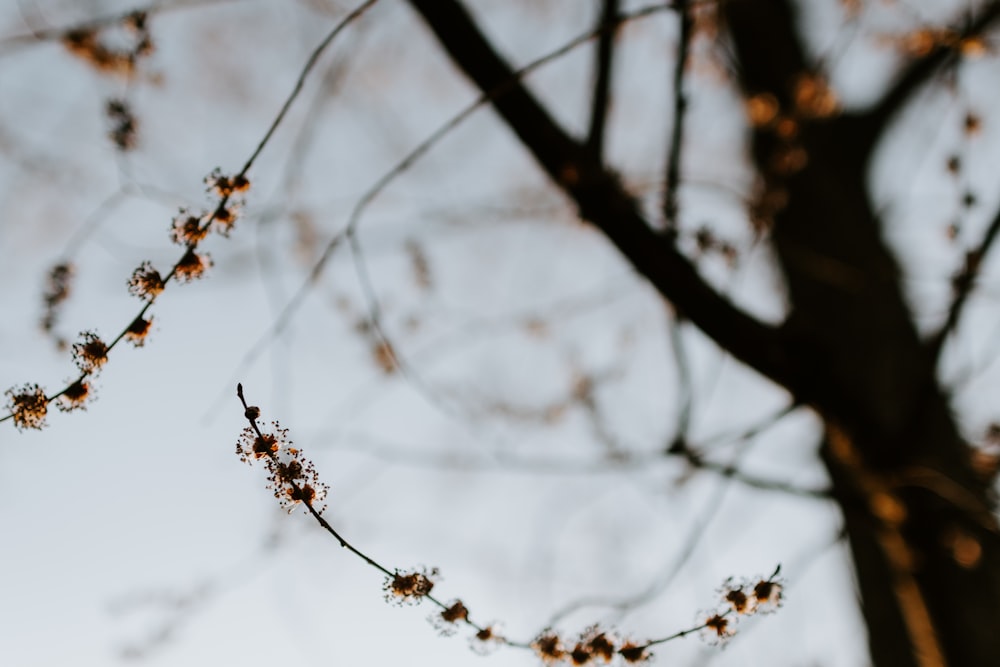 brown tree branch in tilt shift lens