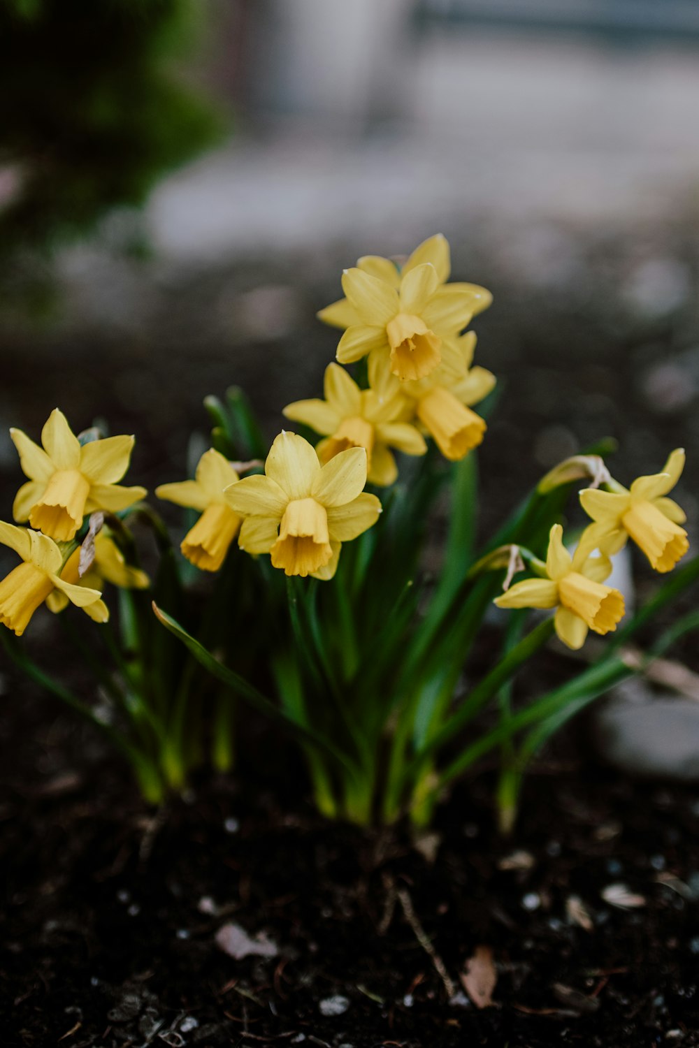 yellow daffodils in bloom during daytime