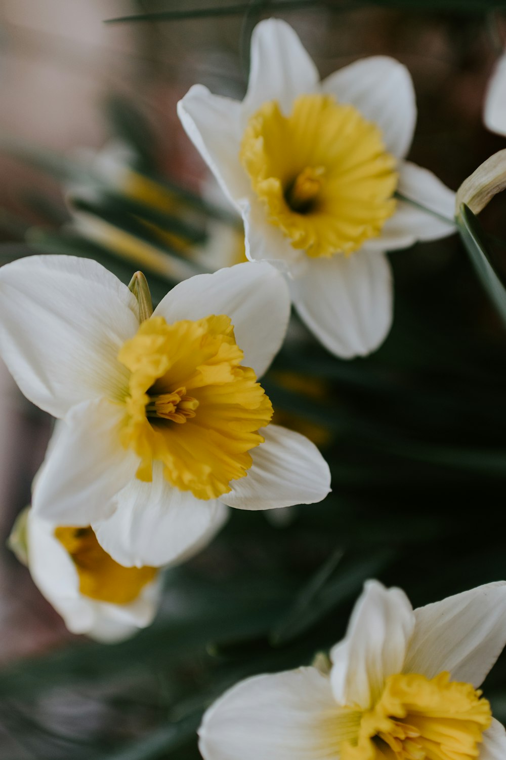 white and yellow flower in tilt shift lens