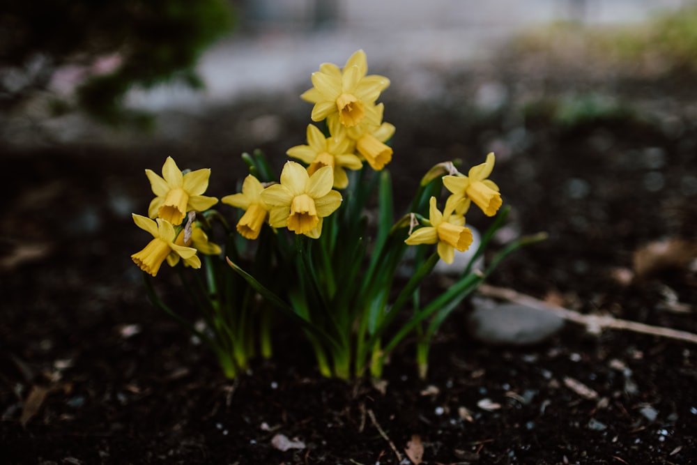 yellow daffodils in bloom during daytime