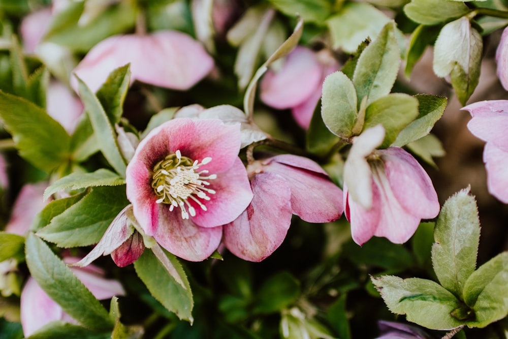 Rosa und weiße Blume in Makroaufnahme