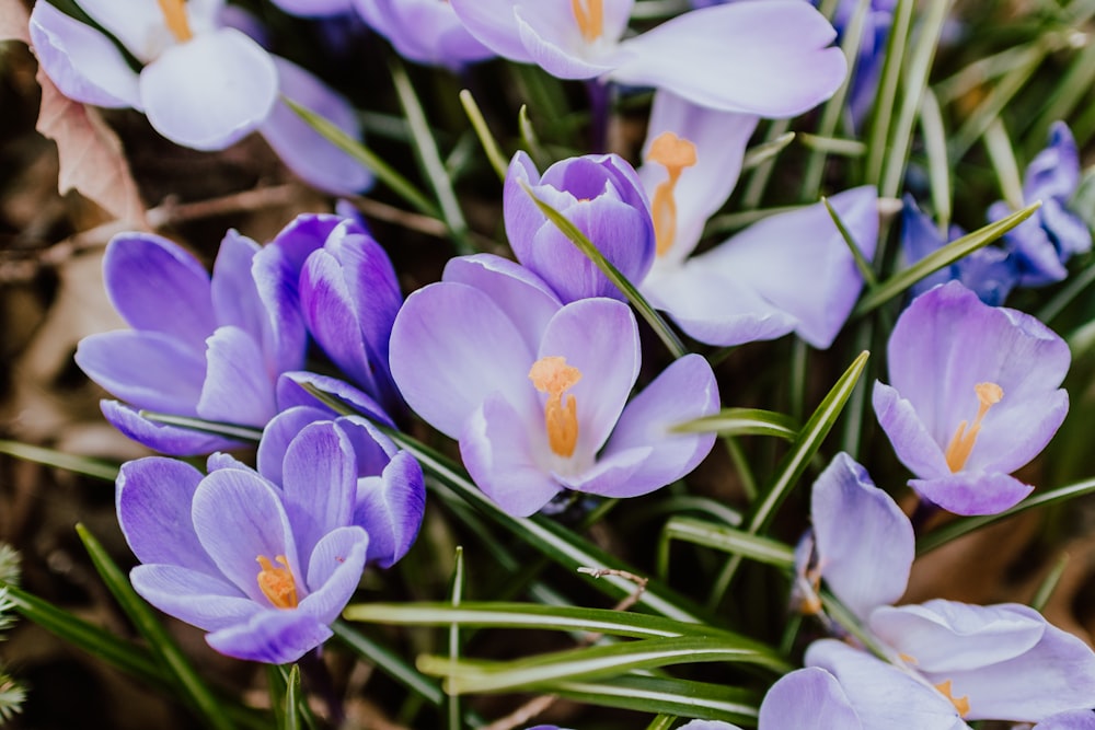 lila und weiße Krokusblüten blühen tagsüber