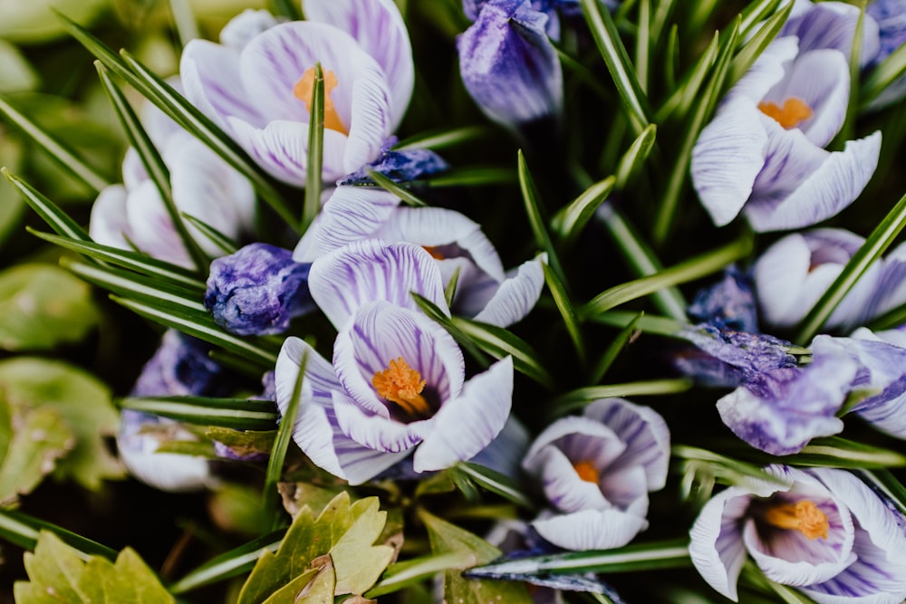 white and purple flower in bloom