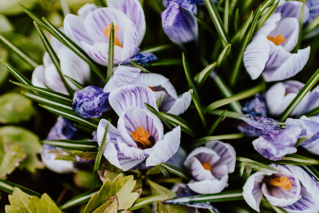 white and purple flower in bloom,