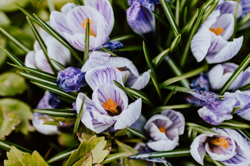 Bloom