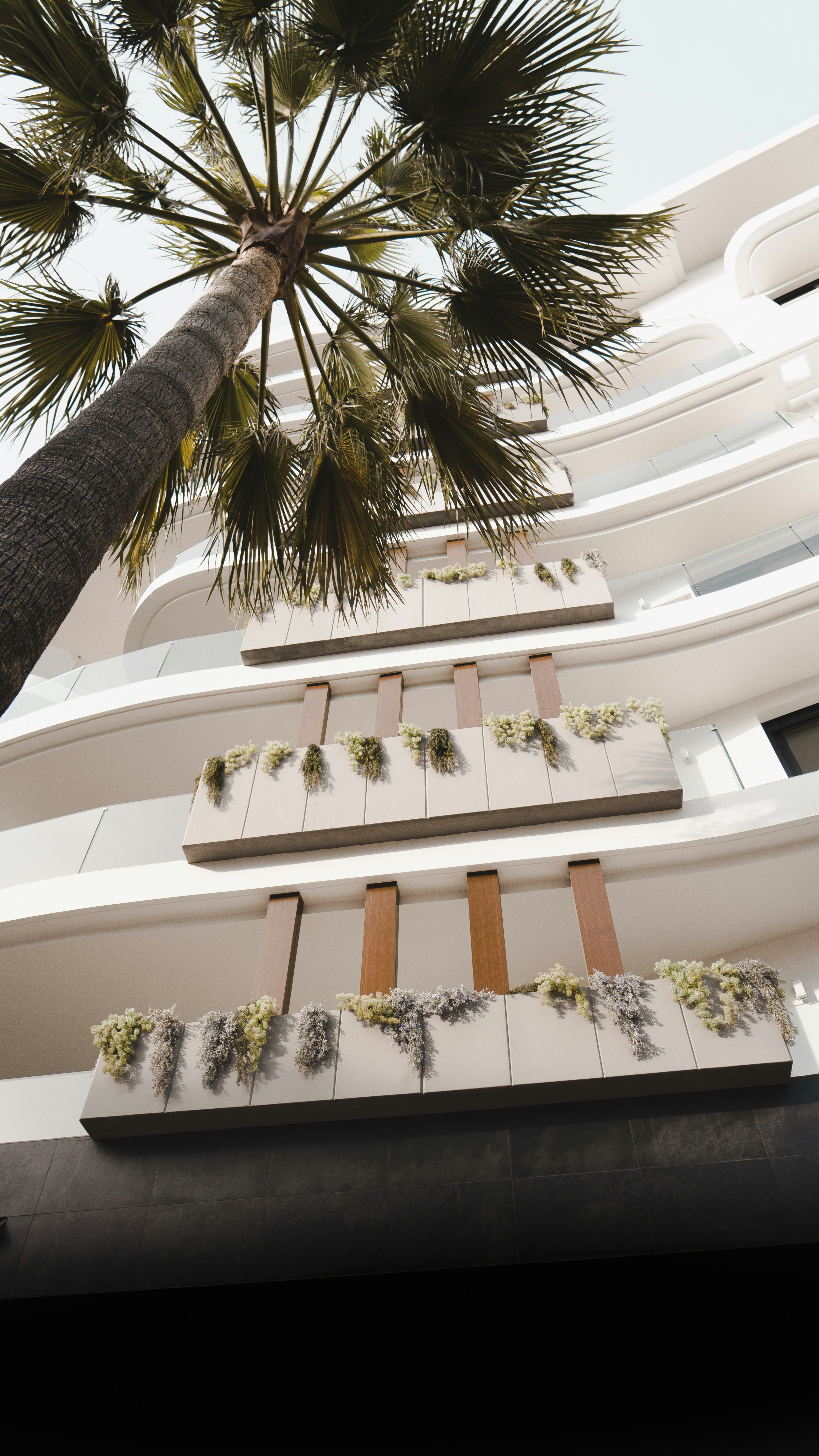 Palmier vert près d’un bâtiment en béton blanc
