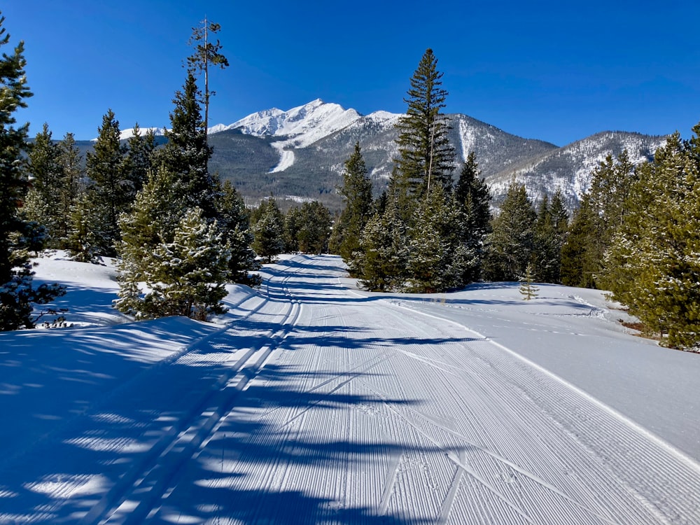 green pine trees on snow covered ground during daytime