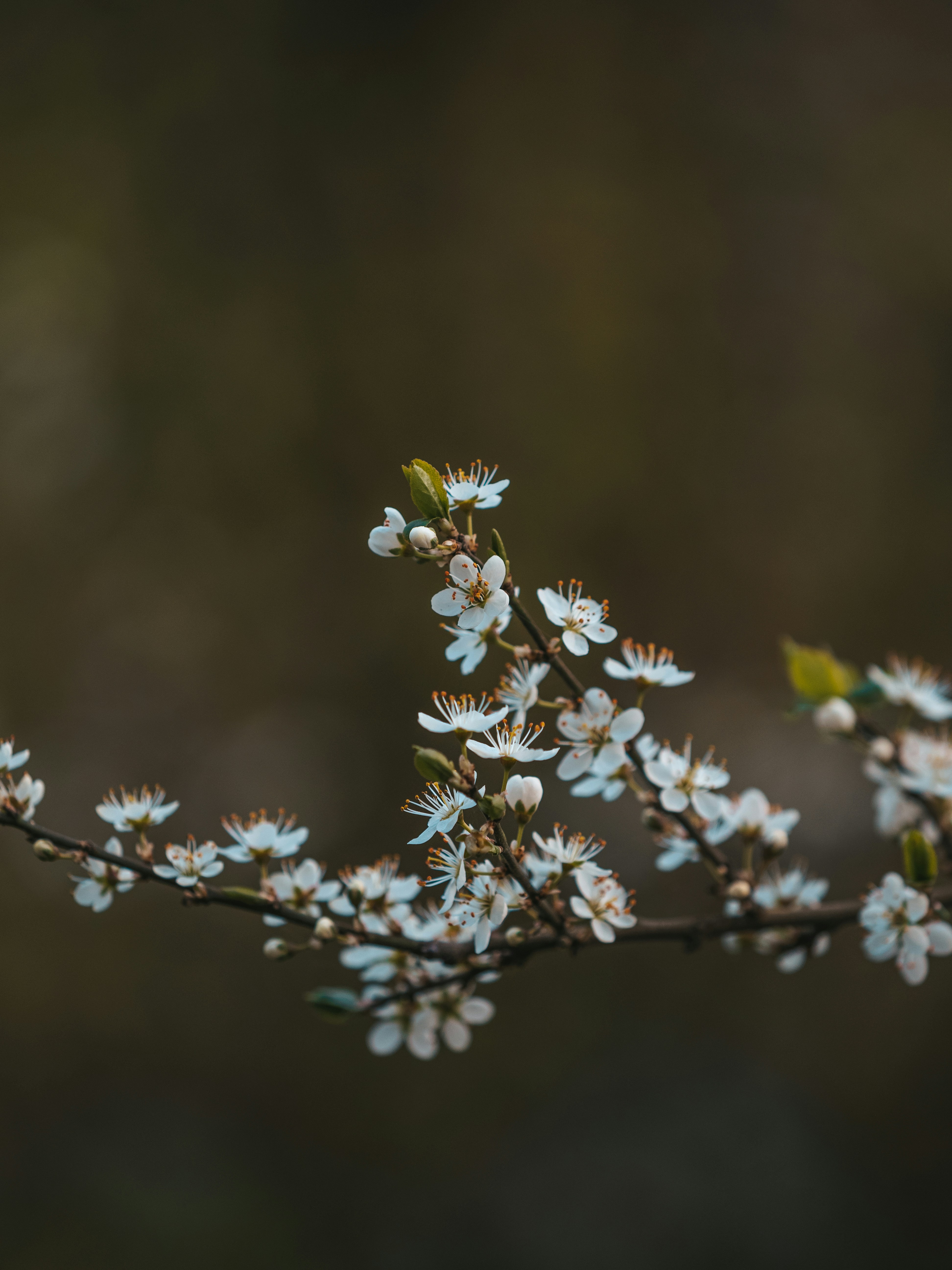 Photo by brechtdenil