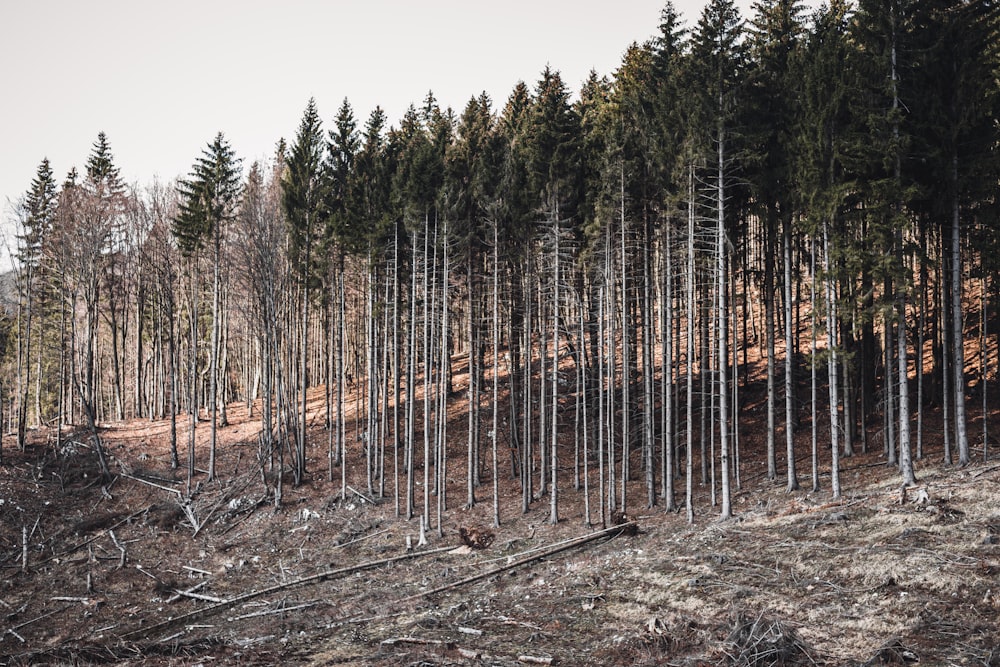 green pine trees on brown field during daytime