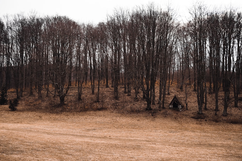 brown and black trees under white sky during daytime