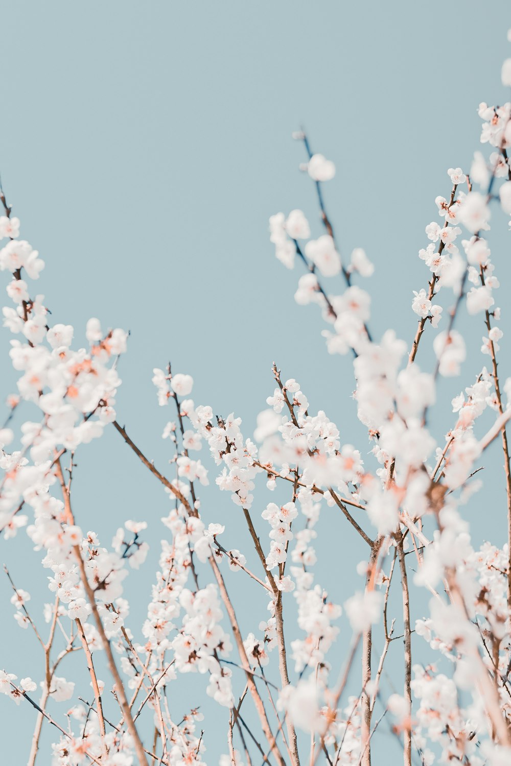 Flor de cerezo blanco en fotografía de primer plano