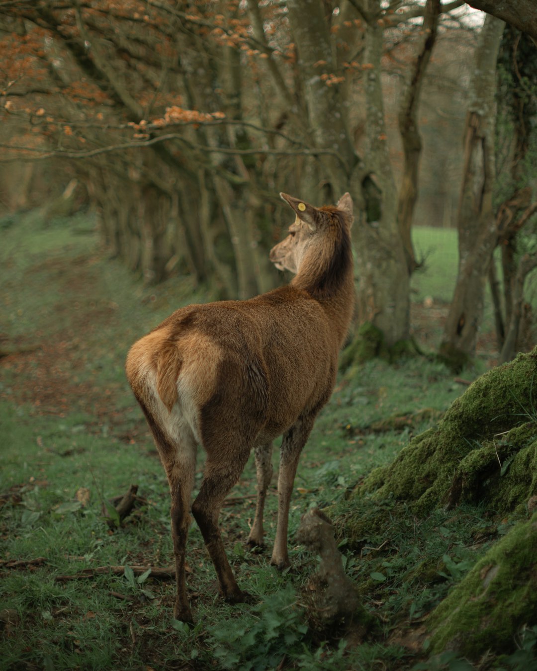 brown deer on green grass field during daytime