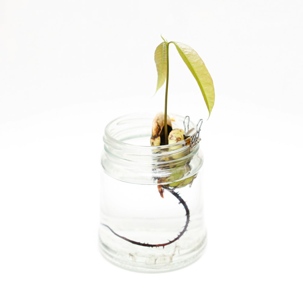clear glass jar with green leaf