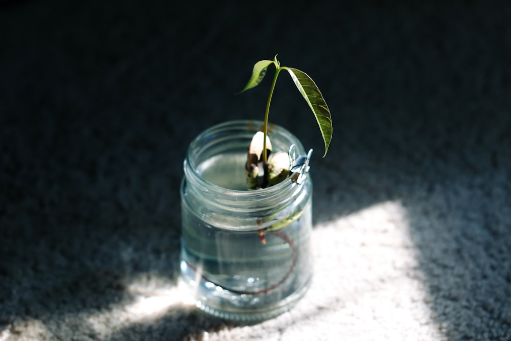 green plant in clear glass jar