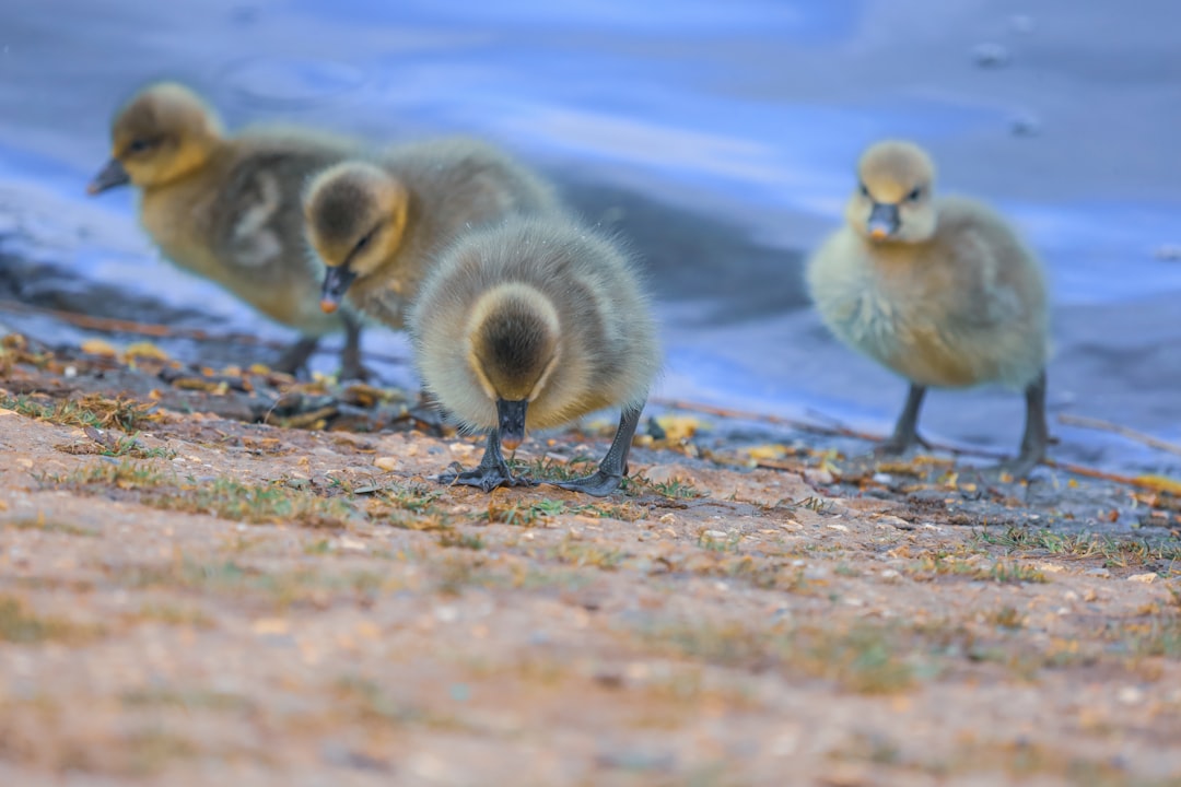 three ducklings on brown ground during daytime
